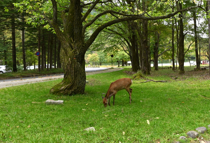 f:id:sabuyan1953:20210917210518j:plain