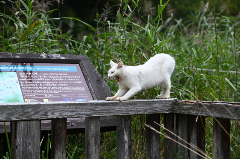 f:id:sabuyan1953:20210917210545j:plain