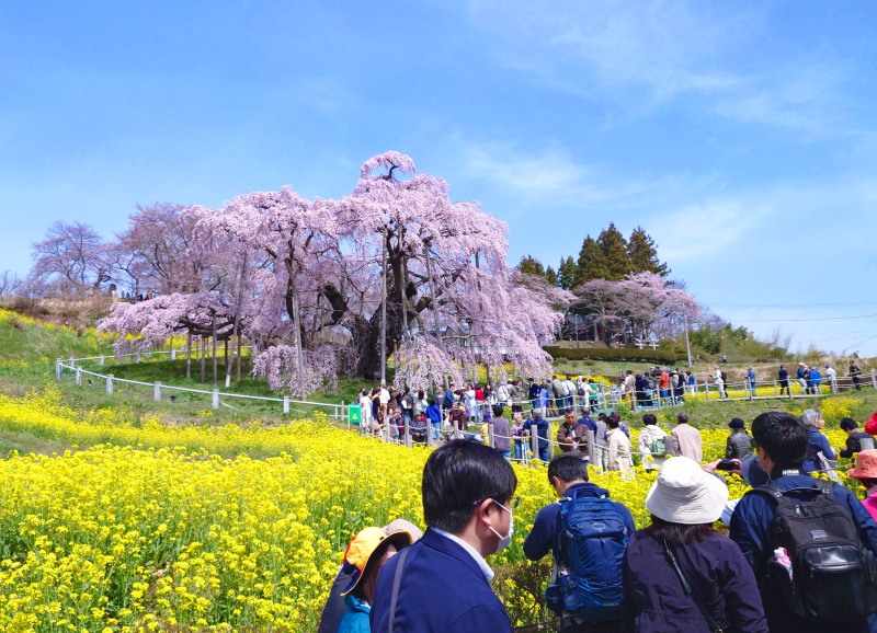 満開の日本三大桜「三春滝桜」を撮る - サブやんの気ままなPHOTO