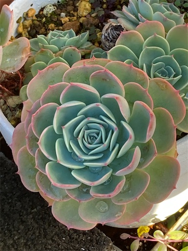 f:id:saccoko:20251209175606j:image