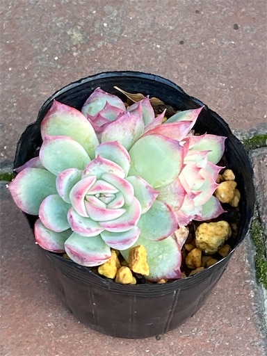 f:id:saccoko:20251209175656j:image