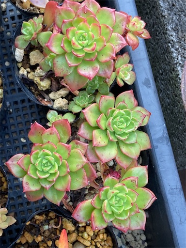 f:id:saccoko:20251209175711j:image