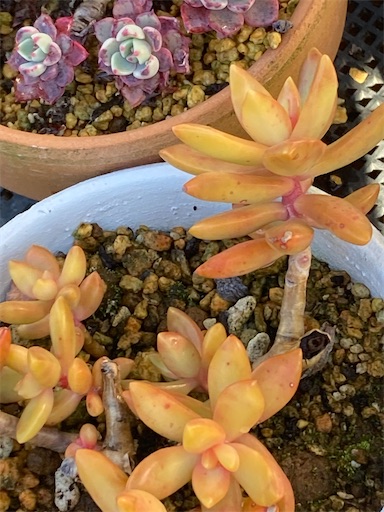 f:id:saccoko:20251209175728j:image