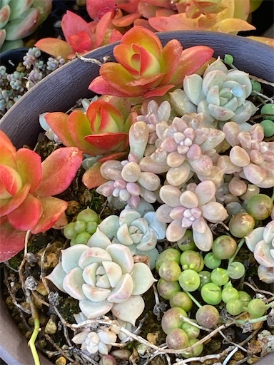 f:id:saccoko:20251209175746j:image