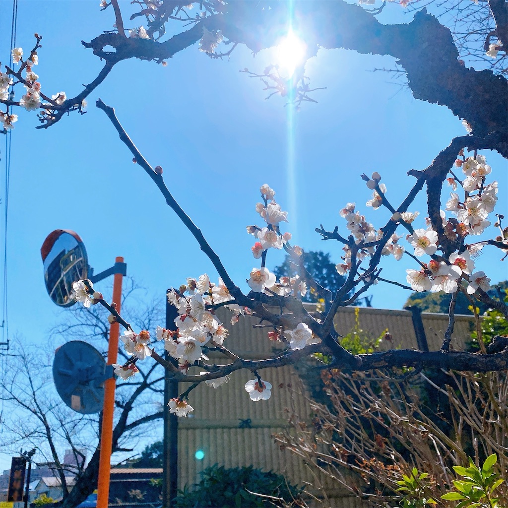 f:id:sachan1009:20250329102131j:image