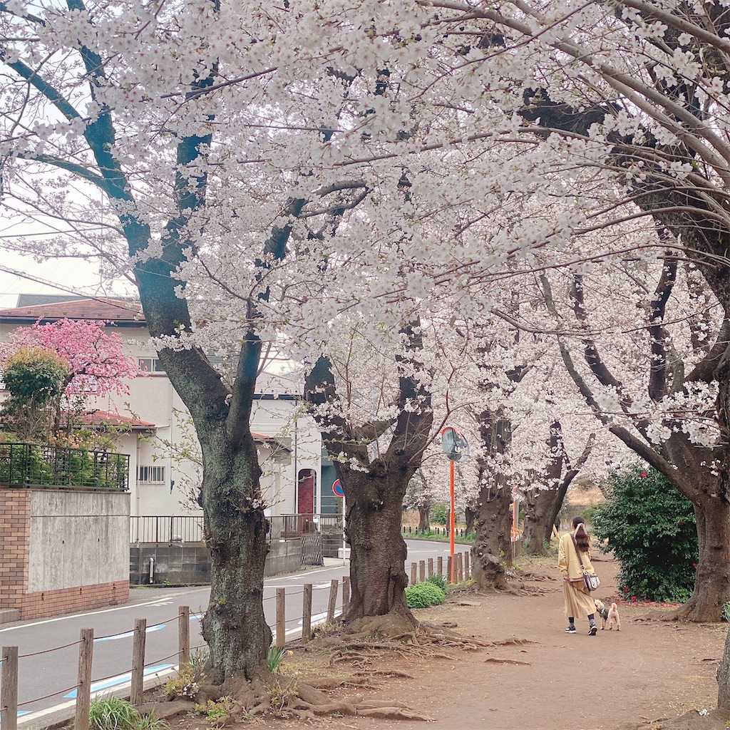 f:id:sachan1009:20250331102850j:image