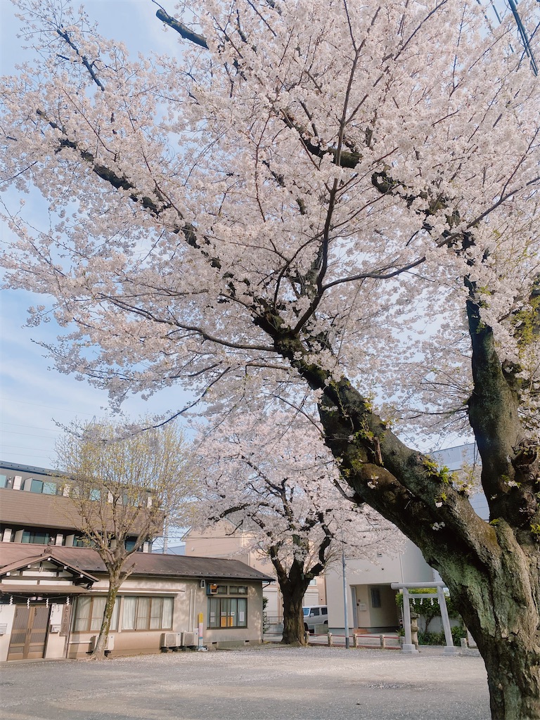 f:id:sachan1009:20250405163449j:image