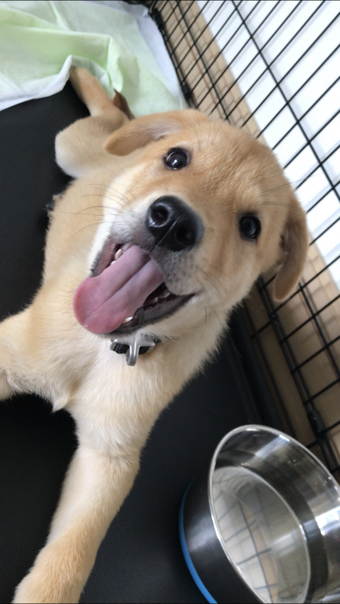 香港捨て犬保護センターからついに我が家に子犬がきたぞ 日本語しか話せないのに香港へ移住してみた