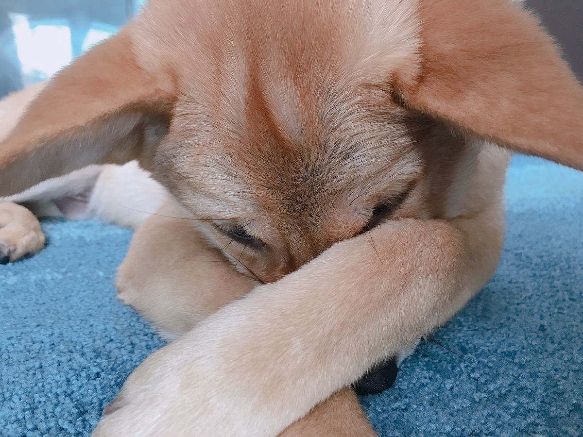 香港の保護犬うにくん成長記録 歯が生え変わりました 日本語しか話せないのに香港へ移住してみた 香港の保護犬うにくん成長記録 歯が生え変わりました 日本語しか話せないのに香港へ移住してみた
