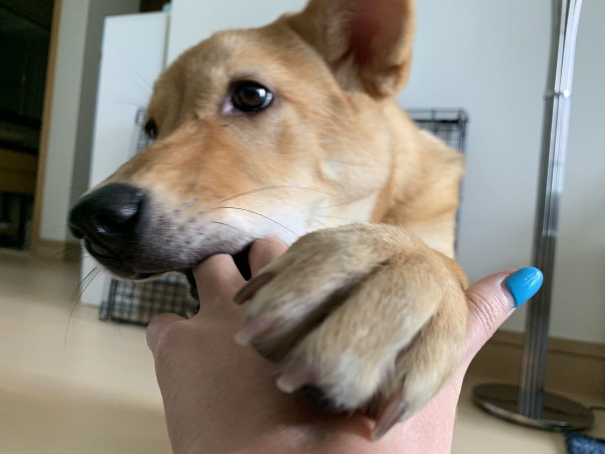 f:id:sachara0425:20191006134809j:plain f:id:sachara0425:20191006134809j:plain