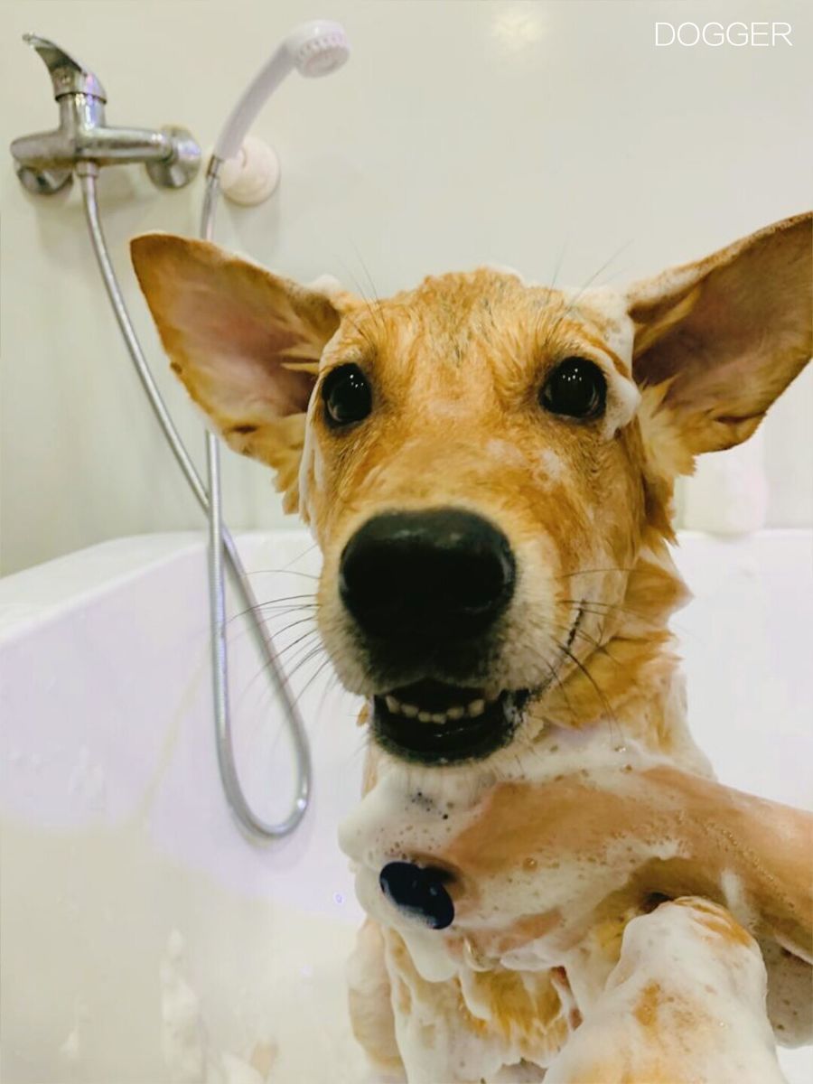 f:id:sachara0425:20191006134834j:plain f:id:sachara0425:20191006134834j:plain