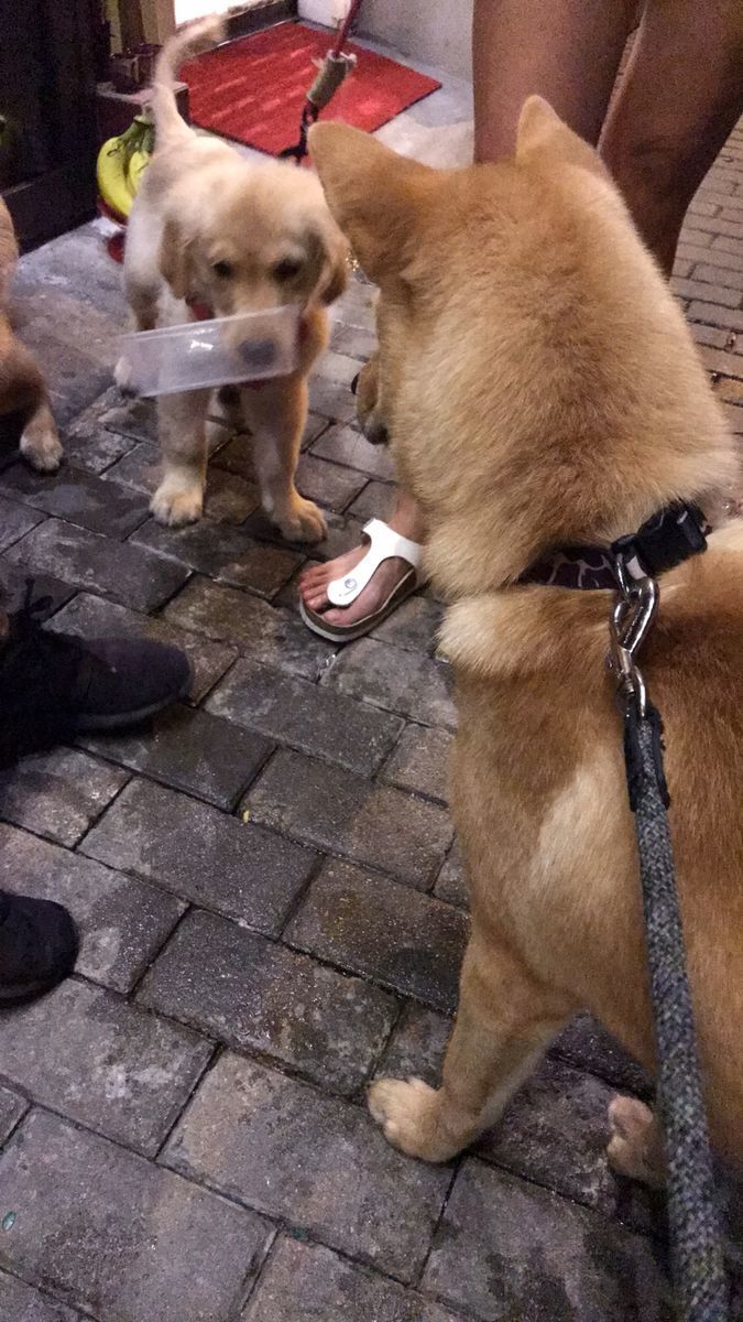 f:id:sachara0425:20191019113224j:plain