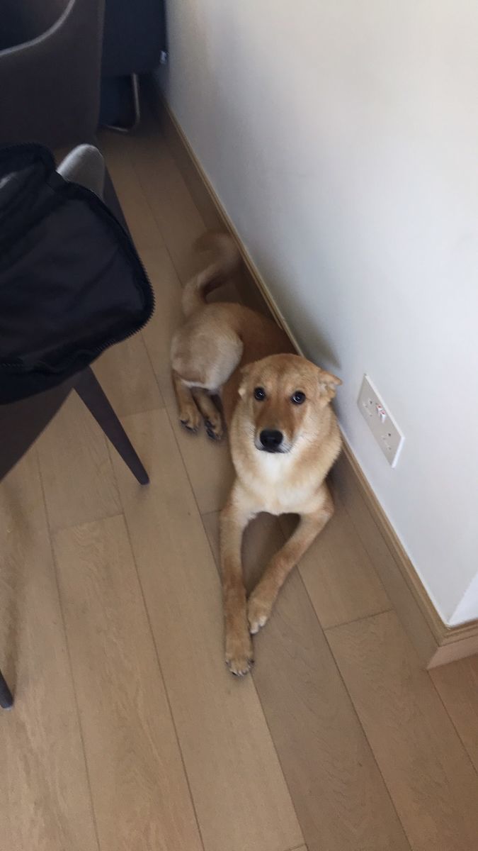 f:id:sachara0425:20191019113302j:plain