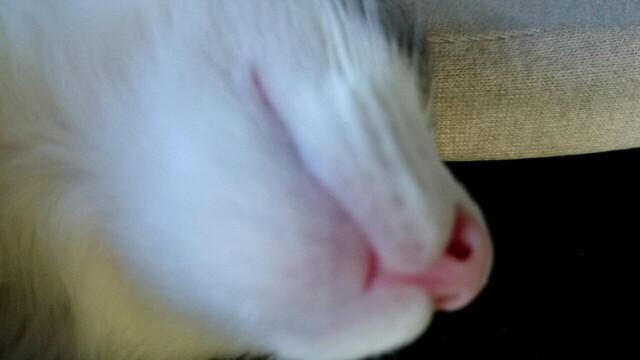 f:id:sachcooky:20170528213250j:image f:id:sachcooky:20170528213250j:image
