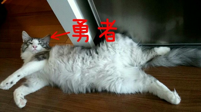 f:id:sachcooky:20170911225932j:plain f:id:sachcooky:20170911225932j:plain