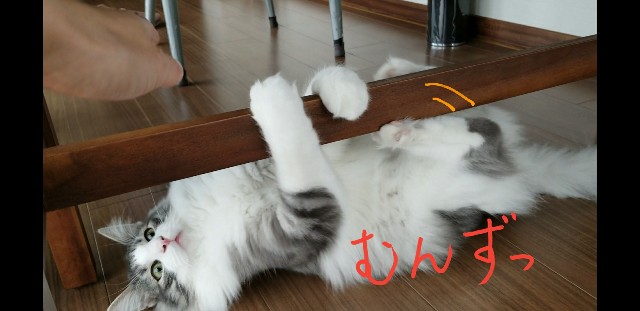 f:id:sachcooky:20171123082916j:plain f:id:sachcooky:20171123082916j:plain