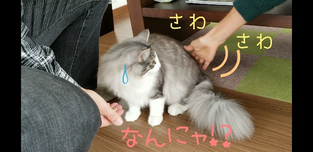 f:id:sachcooky:20171123084827j:plain f:id:sachcooky:20171123084827j:plain