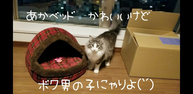 f:id:sachcooky:20171123085725j:plain f:id:sachcooky:20171123085725j:plain