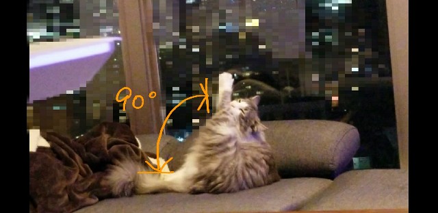 f:id:sachcooky:20171129074318j:plain f:id:sachcooky:20171129074318j:plain