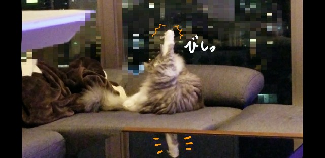 f:id:sachcooky:20171129074325j:plain f:id:sachcooky:20171129074325j:plain