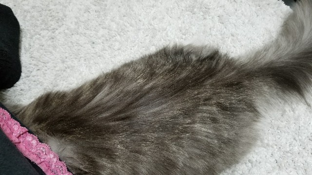f:id:sachcooky:20171129155651j:plain f:id:sachcooky:20171129155651j:plain