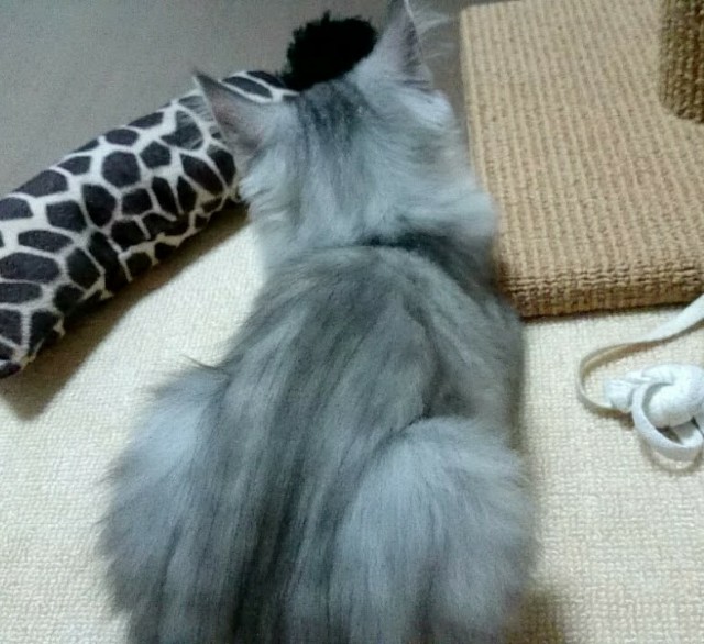 f:id:sachcooky:20171129160301j:plain f:id:sachcooky:20171129160301j:plain