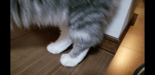 f:id:sachcooky:20171129161938j:plain f:id:sachcooky:20171129161938j:plain
