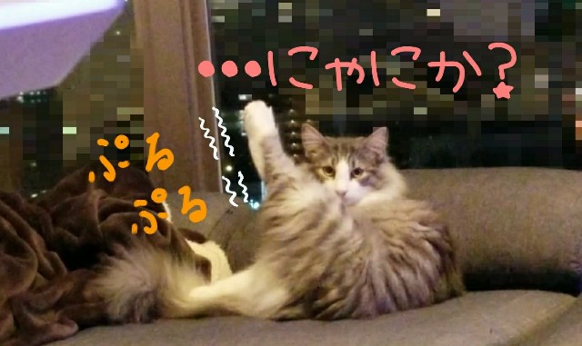 f:id:sachcooky:20171129162505j:plain f:id:sachcooky:20171129162505j:plain