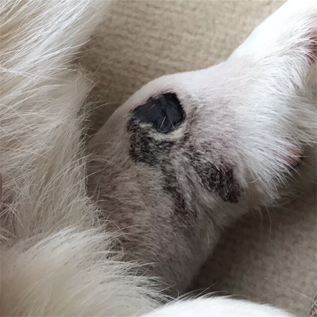 蛇に噛まれた 片恋うさぎ