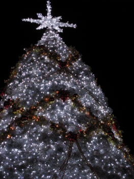 f:id:sachi2:20081118175817j:image