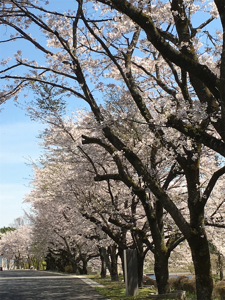 f:id:sachi_suiren:20200407180316j:image f:id:sachi_suiren:20200407180316j:image