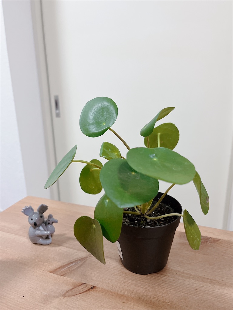 f:id:sachico8:20230604213427j:image