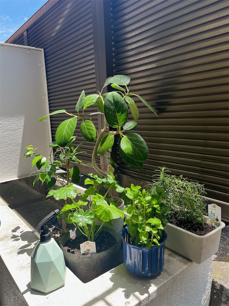 f:id:sachico8:20230604213625j:image