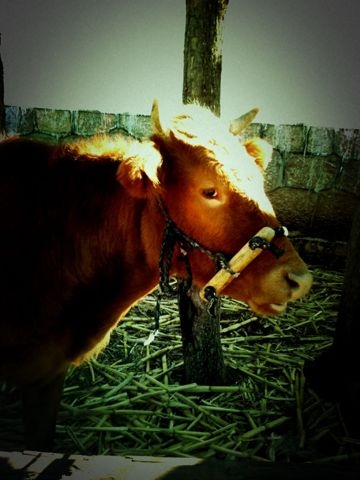 f:id:sachiguronn:20110106153244j:image