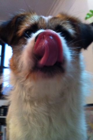 f:id:sachiguronn:20110521210907j:image