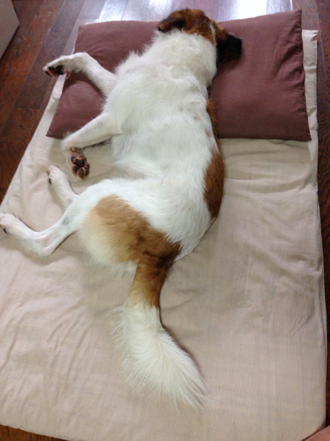 f:id:sachiguronn:20140825103952j:image:h500