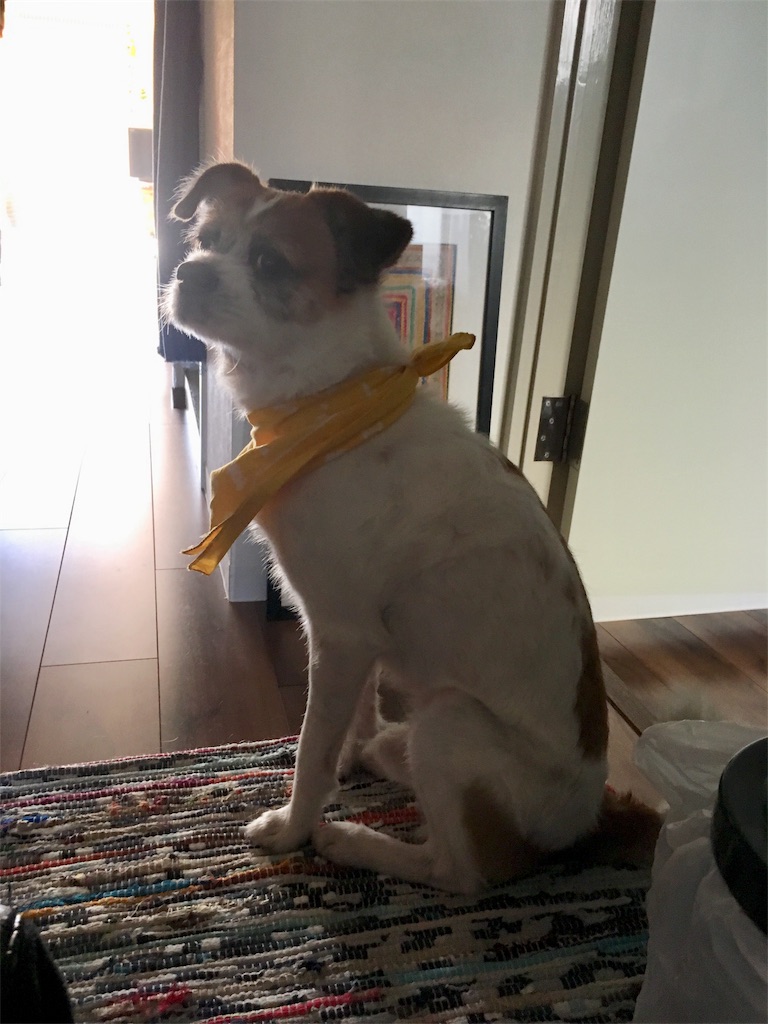 f:id:sachiguronn:20171126214435j:image