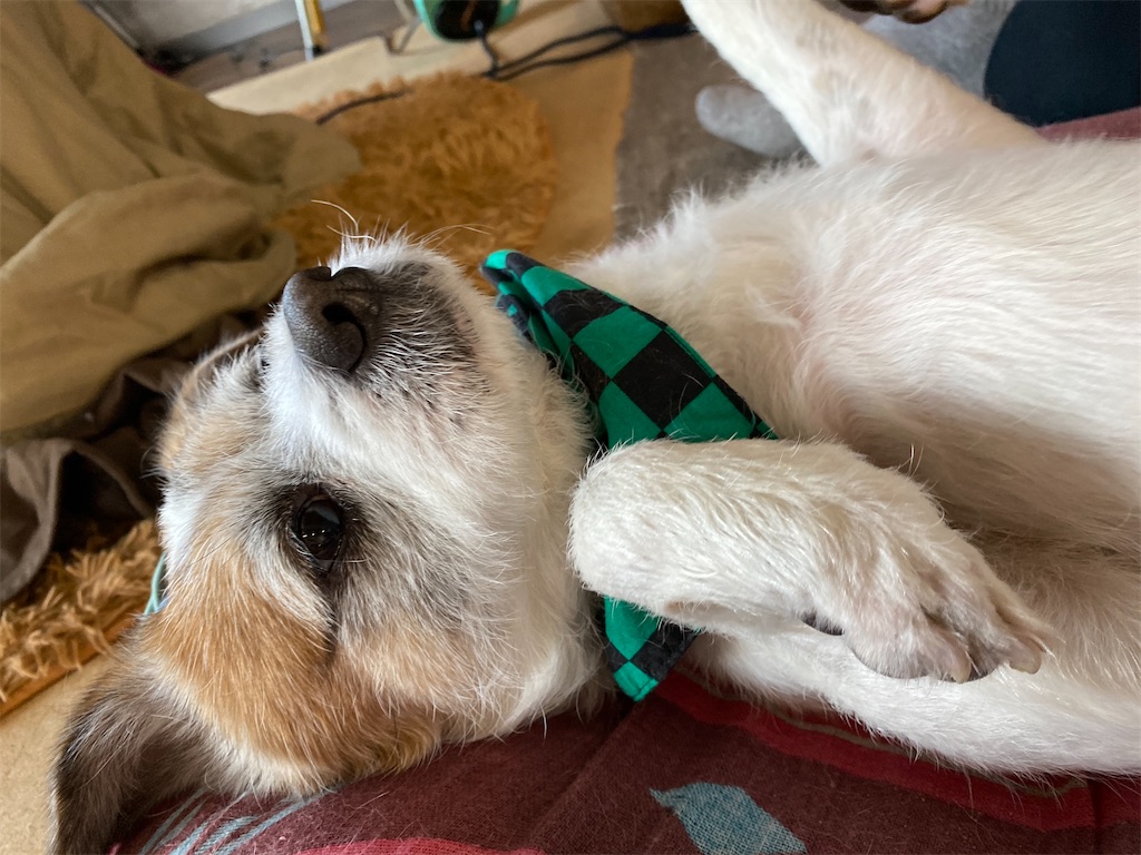 f:id:sachiguronn:20210128201452j:image