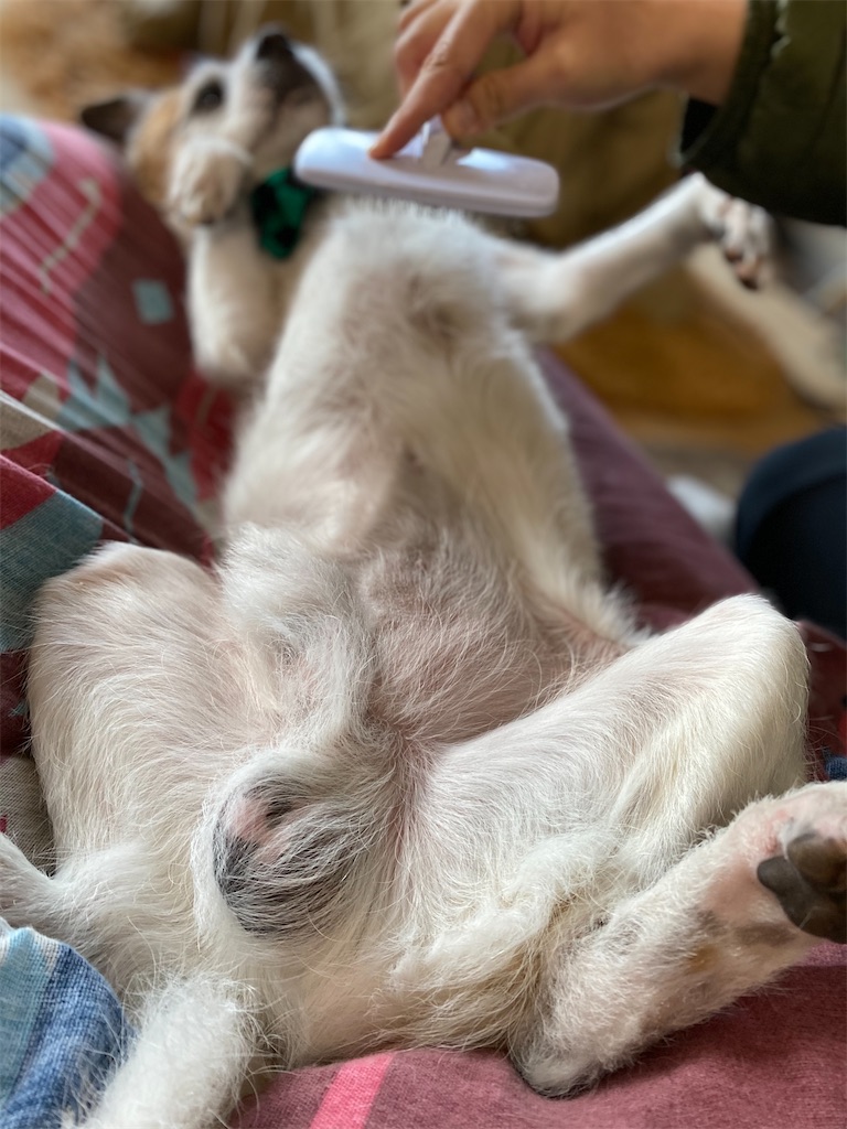 f:id:sachiguronn:20210128201505j:image