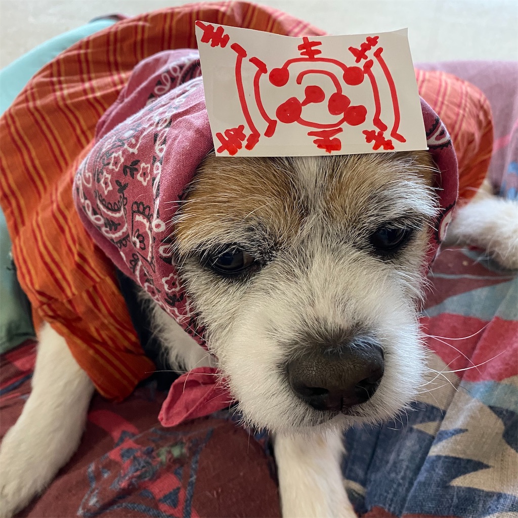 f:id:sachiguronn:20210128201529j:image