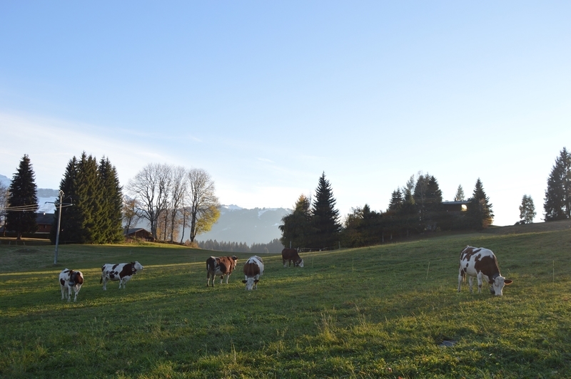 f:id:sachimegeve:20181103172921j:image