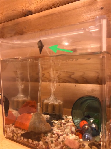 f:id:sachiox:20200902204052j:plain