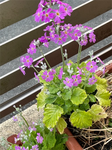 f:id:sachiox:20210502232443j:plain