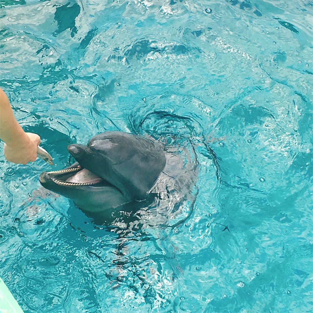 意外と知らない しながわ水族館 でまったりイルカたちを眺め癒されるひととき さちこの日記 ちゃんとやる自分を目指して