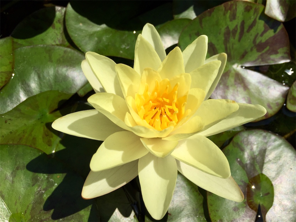 f:id:sachiway:20200907140915j:image