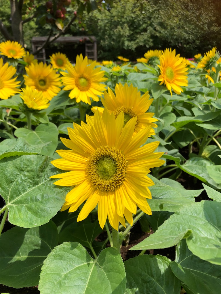 f:id:sachiway:20200910105017j:image