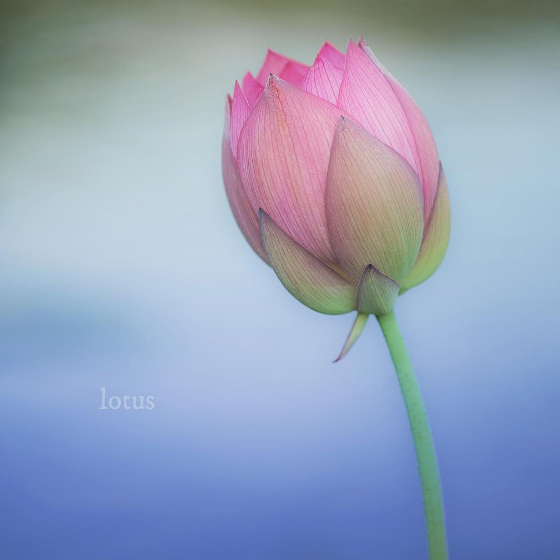 lotus.jpg