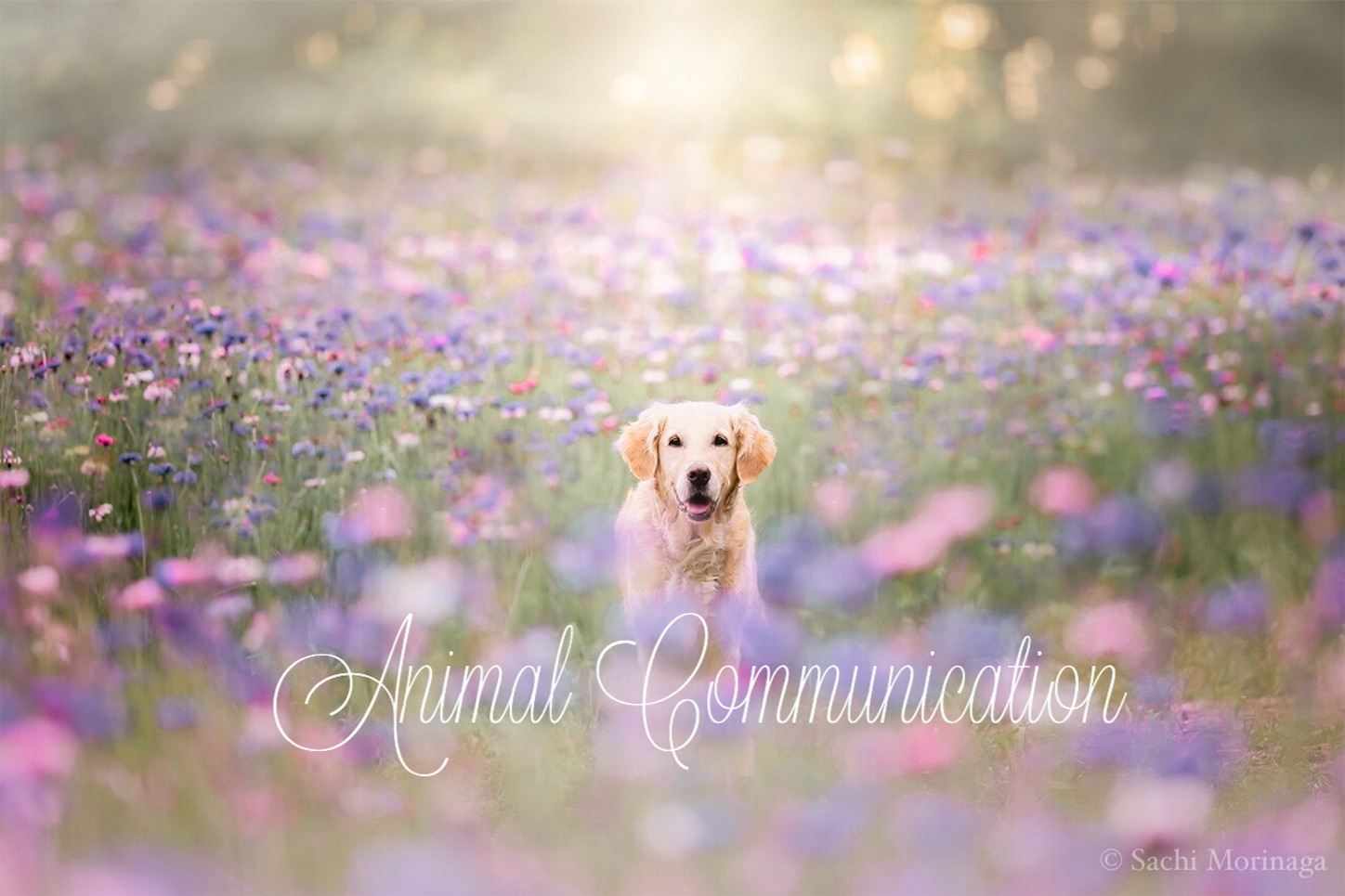 f:id:sachixs:20190509225910j:image f:id:sachixs:20190509225910j:image