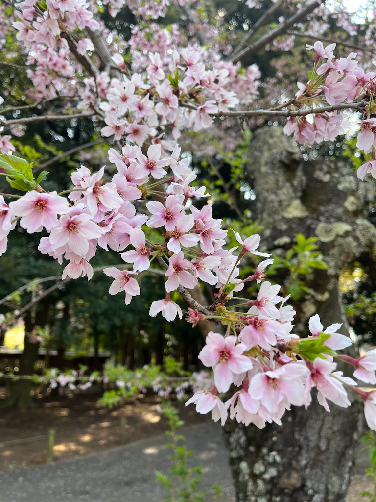 f:id:sachiyoga:20220412190716j:image