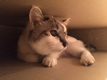 f:id:sachlich-kaiko:20151220144018j:image f:id:sachlich-kaiko:20151220144018j:image